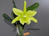 Cattleya Moscombe x Ports of Paradise x digbyana